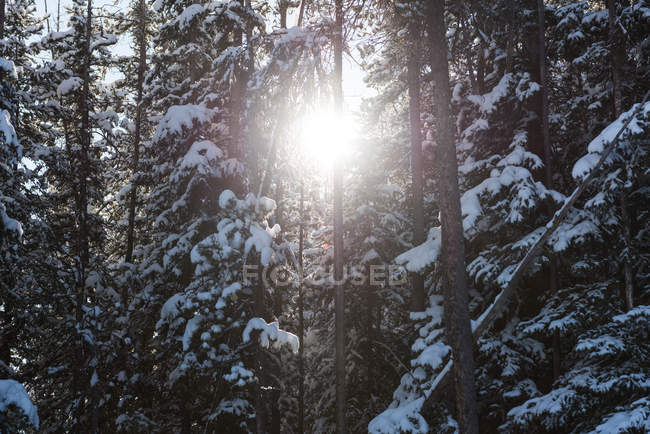 Belo pôr do sol na floresta invernal com retroiluminação . — Fotografia de Stock