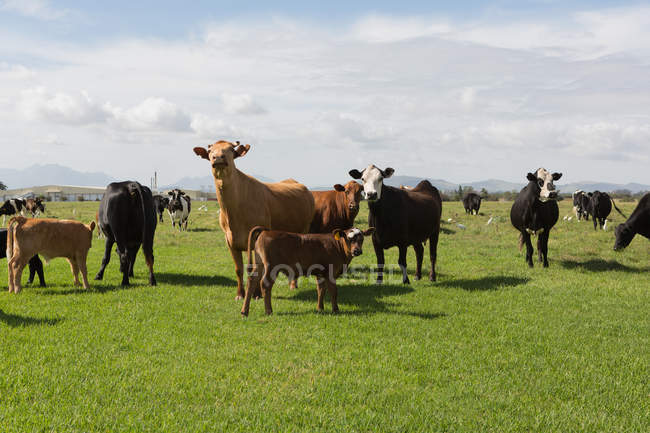 Випасання великої рогатої худоби на фермі в сонячний день — стокове фото