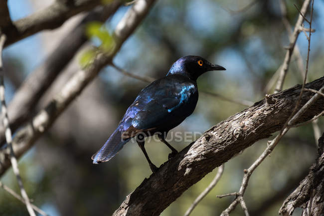 Quiscalus bird perching on tree in safari park — Stock Photo