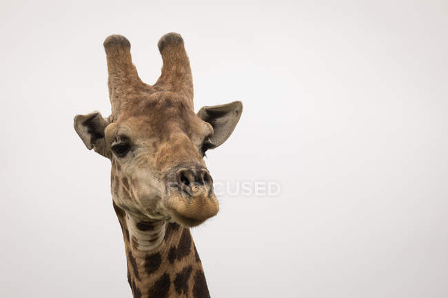 Nahaufnahme einer Giraffe gegen den Himmel — Stockfoto