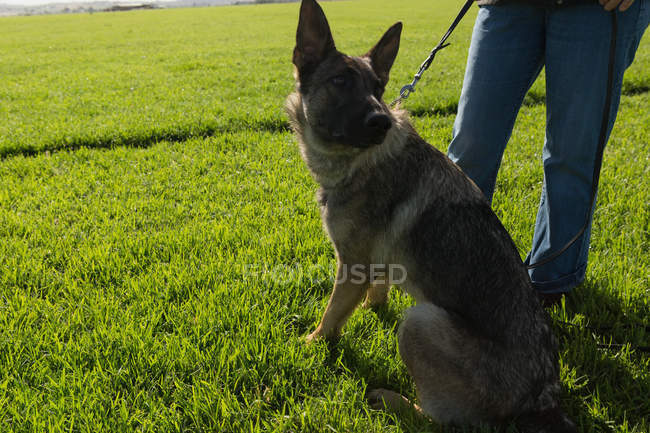 Задний вид сторожевого пастушьего пса, сидящего в поле со своим хозяином — стоковое фото