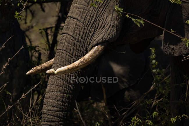 Primer plano de los dientes de elefante en un día soleado - foto de stock
