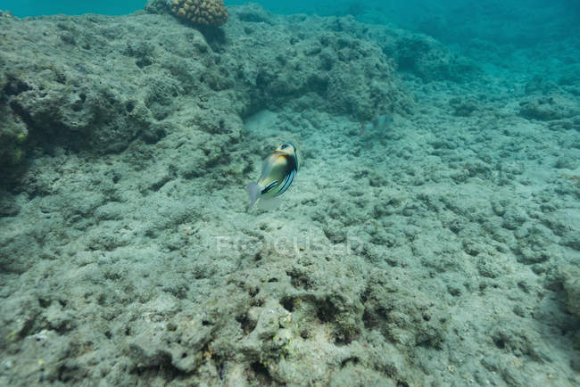 Poissons marins nageant par récif corallien sous-marin — Photo de stock