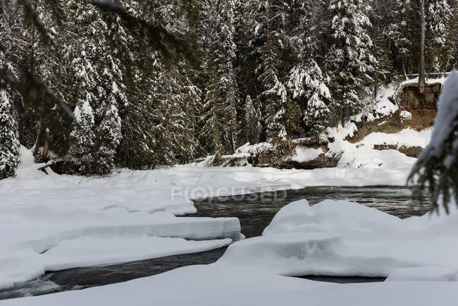 Река и деревья зимой — стоковое фото