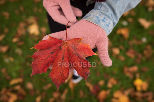 Крупный план женщины, держащей кленовый лист в руках в парке — стоковое фото