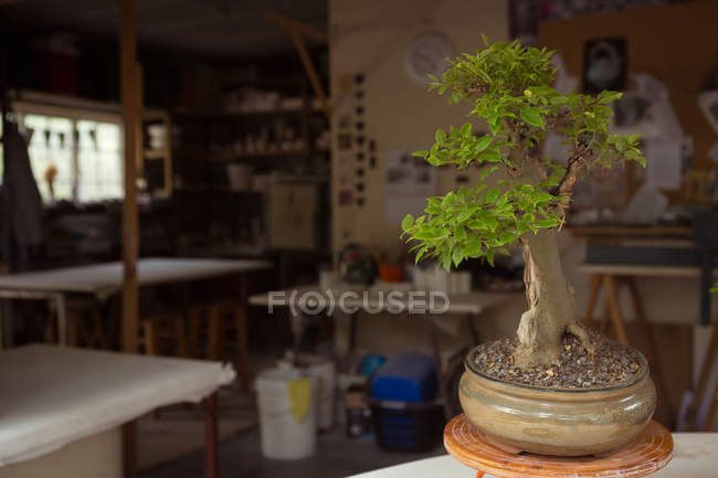 Крупним планом горщик рослини на столі — стокове фото