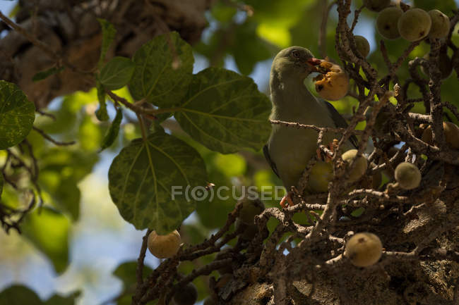 Bird eating berry fruit on tree — Stock Photo