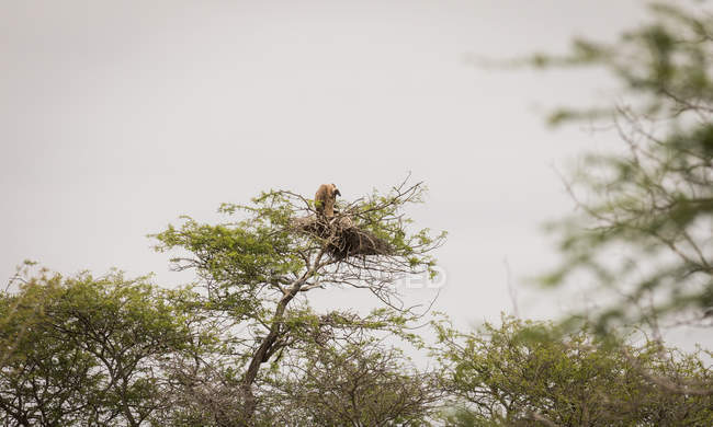 Avvoltoio appollaiato su albero contro cielo — Foto stock