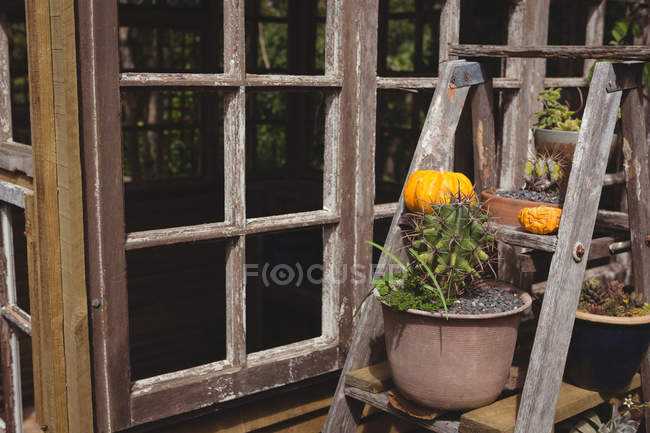 Piante da vaso e zucca su tavolo in legno in giardino — Foto stock