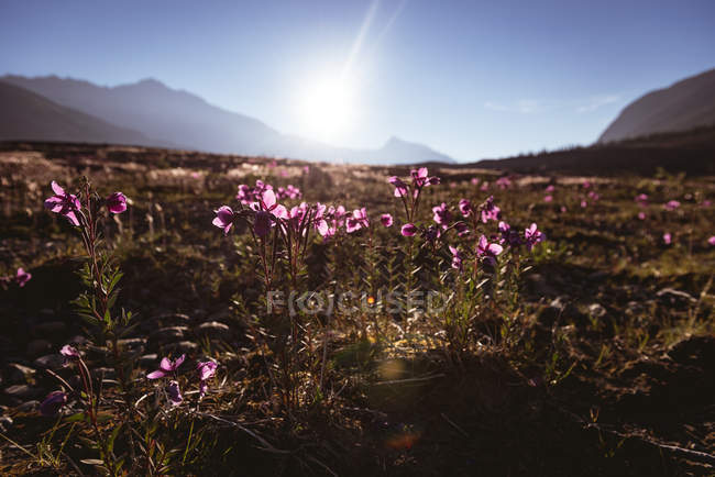 Поле цветов в сельской местности в солнечный день — стоковое фото