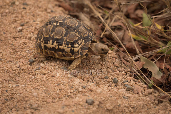Черепаха в сафари-парке в солнечный день — стоковое фото