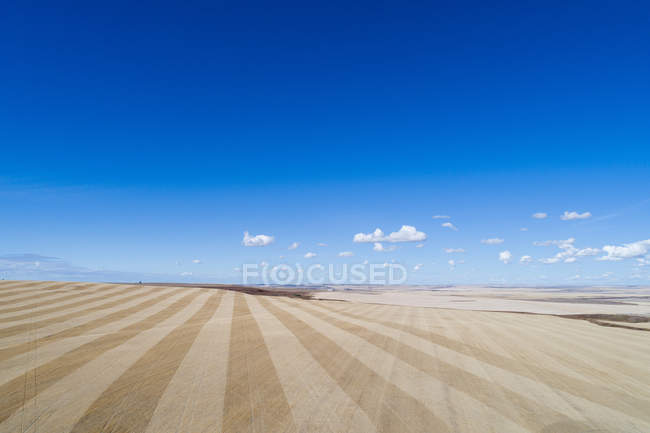 Belo campo de trigo em um dia ensolarado — Fotografia de Stock