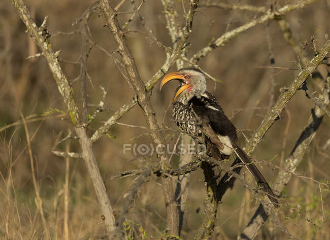 Hornbill pássaro poleiro no ramo em um dia ensolarado — Fotografia de Stock