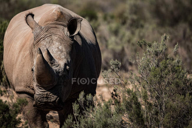 Rhinocéros debout sur une terre poussiéreuse par une journée ensoleillée — Photo de stock