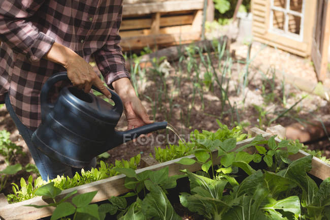 Sezione media di donna che annaffia piante in giardino — Foto stock