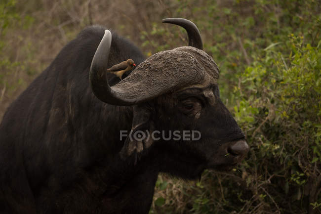 Primer plano de búfalo salvaje en el parque de safari en un día soleado - foto de stock