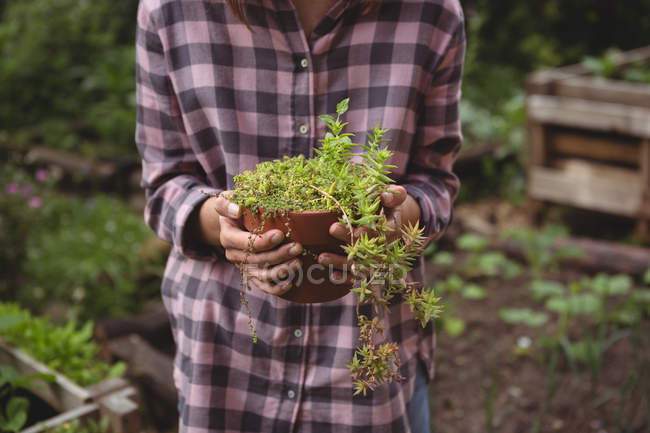 Partie médiane de la femme tenant la plante en pot à la main — Photo de stock