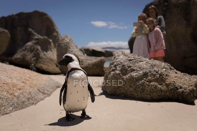 Siblings taking picture of penguin at beach on a sunny day — Stock Photo