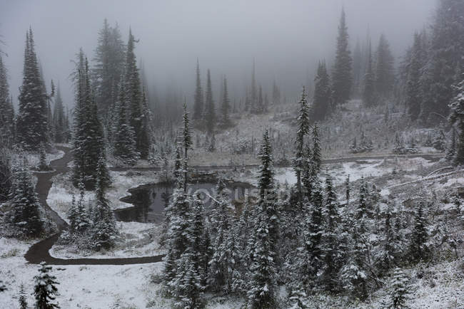 Bela vista de árvores e rio em um dia nevado — Fotografia de Stock
