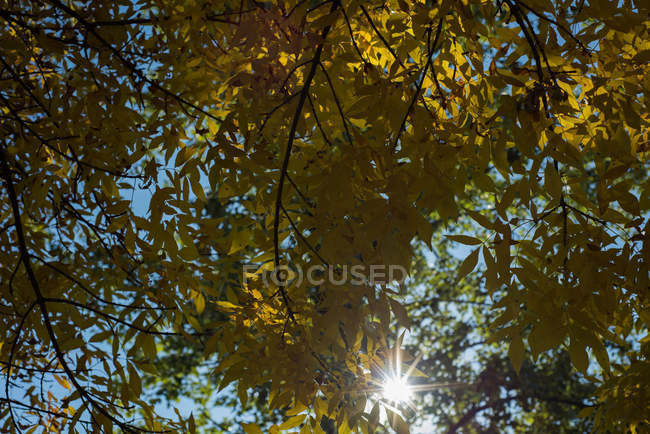 Luz solar brilhante passando por árvores verdes — Fotografia de Stock