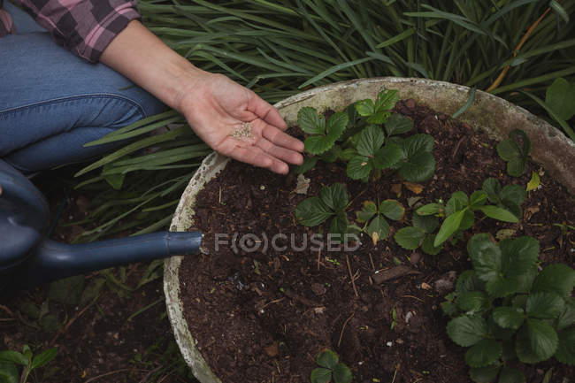 Hands of woman holding seeds in garden — Stock Photo