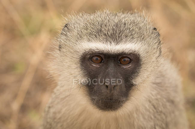 Primo piano della scimmia nel parco safari — Foto stock
