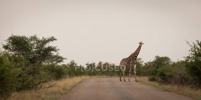 Girafa na estrada no parque de safári — Fotografia de Stock
