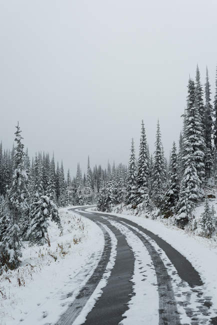 Empty road passing through pine forest during winter — Stock Photo