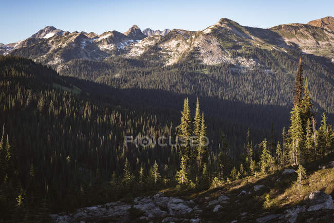 Foresta densa coperta da montagne rocciose in una giornata di sole — Foto stock