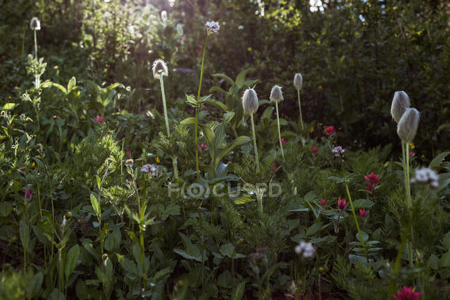 Malerischer Blick auf Wildblumen im Wald an einem sonnigen Tag — Stockfoto