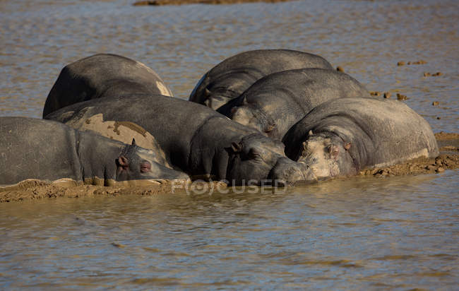 Hippopotamus relaxing in muddy water on a sunny day — Stock Photo