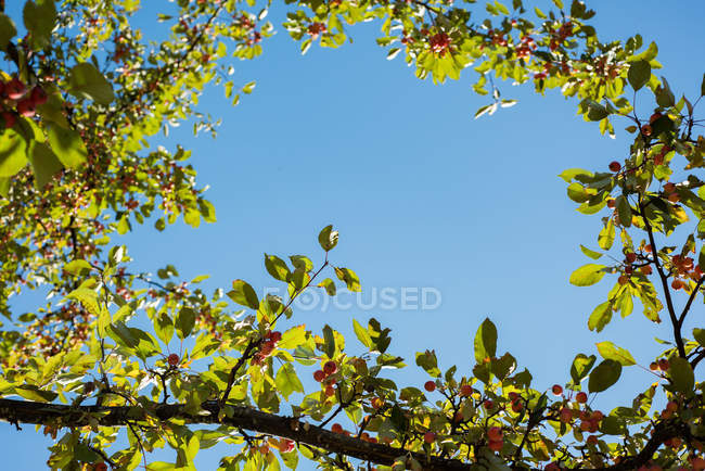 Ramo de árvore com frutos maduros contra o céu em um dia ensolarado — Fotografia de Stock