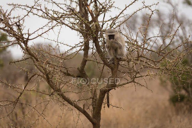 Affe entspannt sich auf Baum im Safaripark — Stockfoto