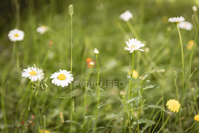 Primo piano di fiori bianchi in prato verde alla luce del sole . — Foto stock