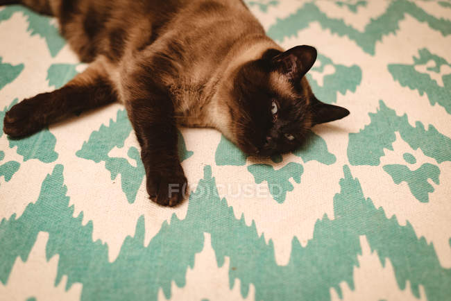 Крупним планом кішка лежить на візерунковому килимі вдома . — стокове фото