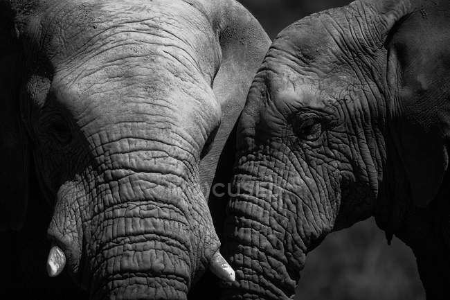 Vista de cerca de dos elefantes apareándose en el bosque - foto de stock