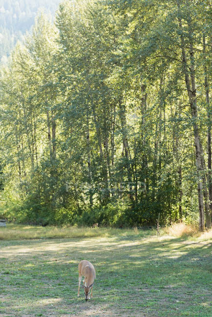 Rehe grasen an einem sonnigen Tag im Wald — Stockfoto