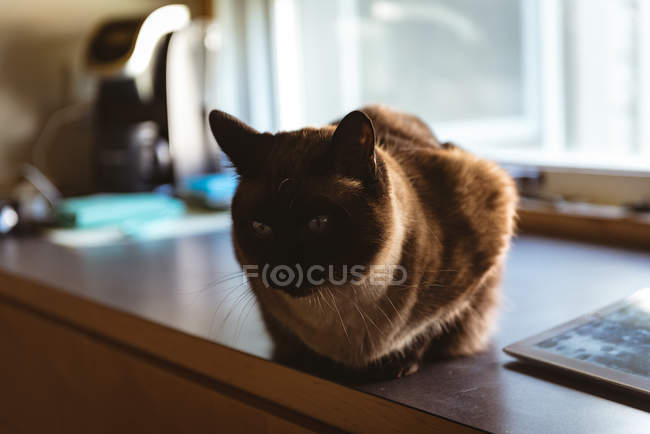 Кот, сидящий на кухонном прилавке дома . — стоковое фото
