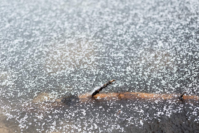 Legno secco ricoperto di ghiaccio durante l'inverno — Foto stock