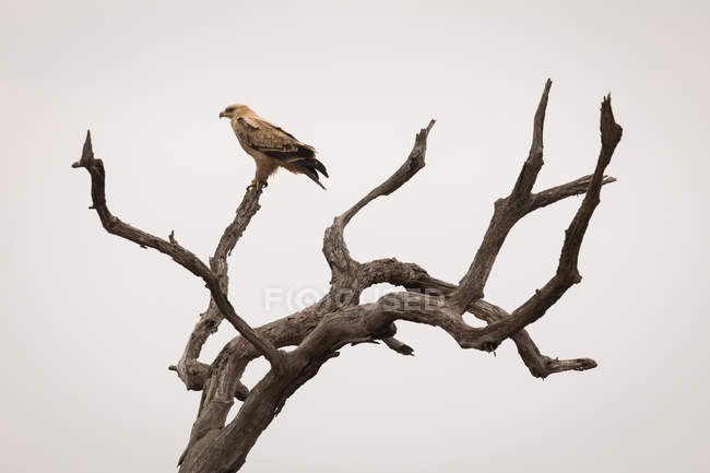 Орел сидит на дереве против неба — стоковое фото