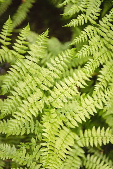 Close-up de samambaia folha na floresta — Fotografia de Stock