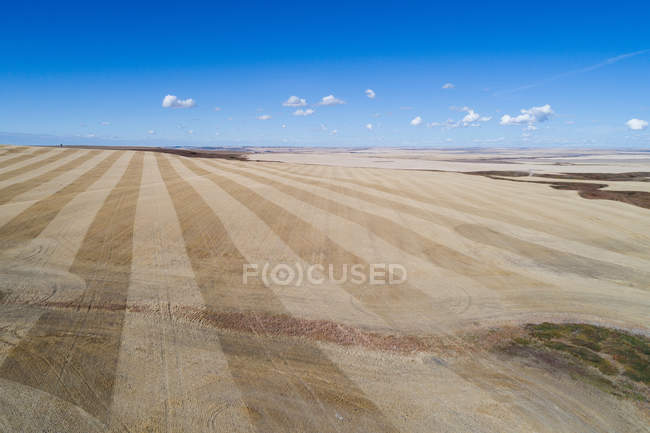 Hermoso campo de trigo en un día soleado - foto de stock
