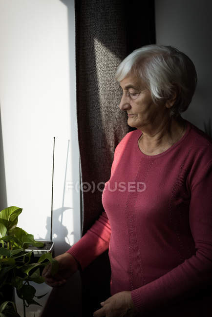 Старша жінка дивиться на рослину, стоячи біля вікна — стокове фото