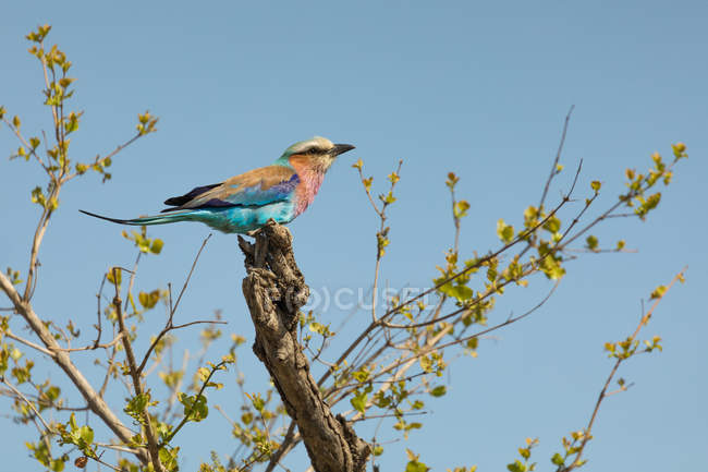 Бузок грудьми ролика птах сідати на дереві проти чистого неба — стокове фото