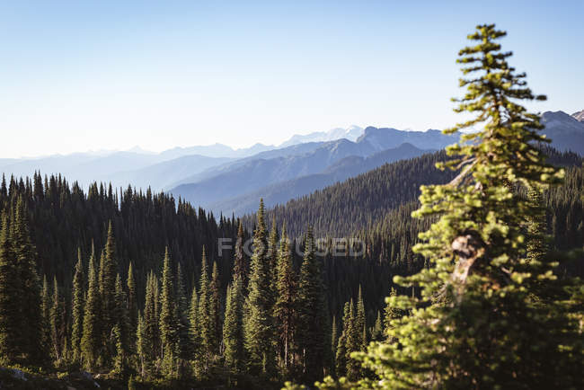 Nadelbaum, der tagsüber über einen Berg bedeckt — Stockfoto