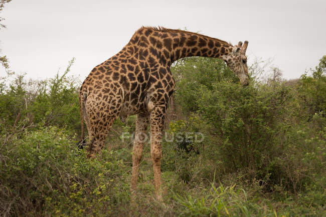 Giraffe в Сафарі-парк на сонячний день — стокове фото