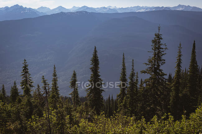 Arbres de conifères couverts sur une montagne verdoyante avec rivière passant par — Photo de stock