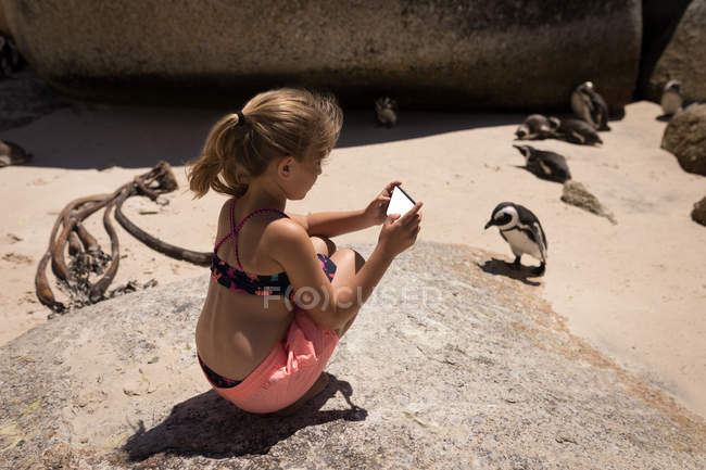 Девушка фотографирует пингвинов с мобильного телефона на пляже — стоковое фото