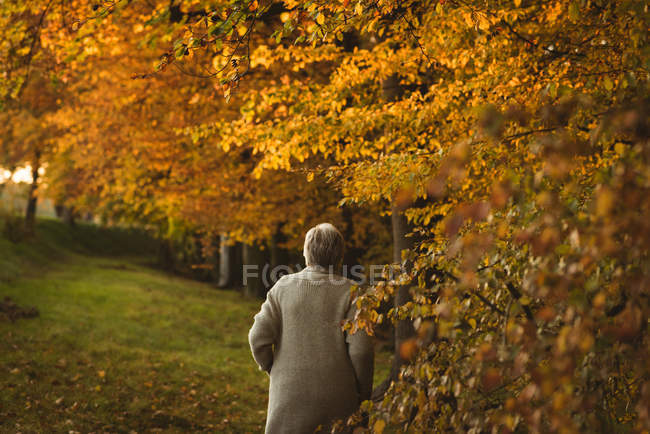Вид ззаду на старшу жінку в куртці, що йде в парку на світанку — стокове фото