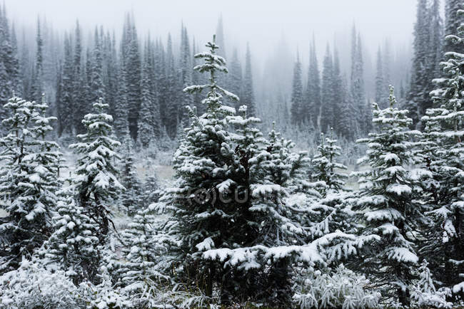 Árvores cobertas de neve durante o inverno — Fotografia de Stock